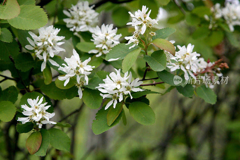 萨斯卡通浆果(Amelanchier alnifolia)开花。